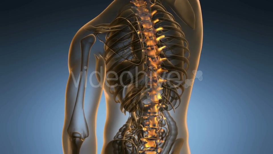 Backache in Back Bones Videohive 18967061 Motion Graphics Image 7