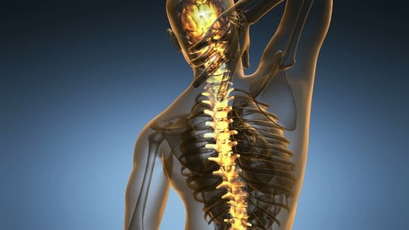 Backache in Back Bones - Download Videohive 18967061