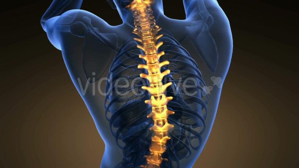 Backache In Back Bones Videohive 18535680 Motion Graphics Image 5