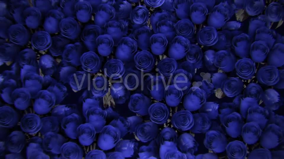 Background From a Variety of Blue Roses Videohive 19380058 Motion Graphics Image 1