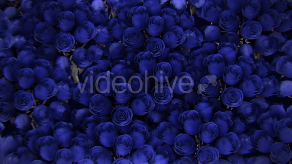 Background From a Variety of Blue Roses Videohive 19380058 Motion Graphics Image 10