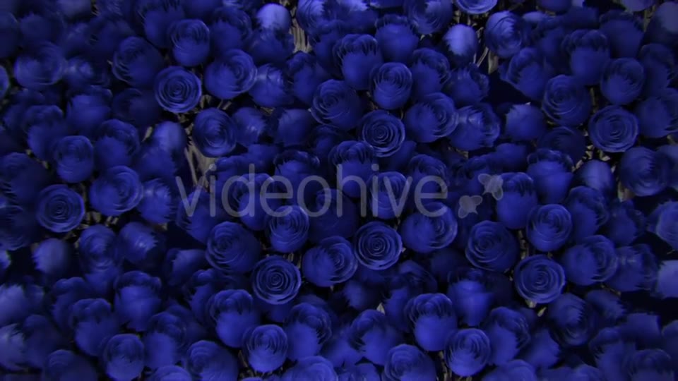 Background From a Variety of Blue Roses Videohive 19380058 Motion Graphics Image 11