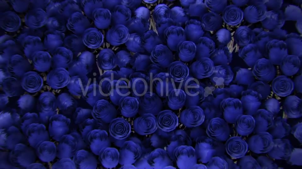 Background From a Variety of Blue Roses Videohive 19380058 Motion Graphics Image 12