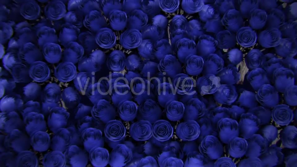Background From a Variety of Blue Roses Videohive 19380058 Motion Graphics Image 13