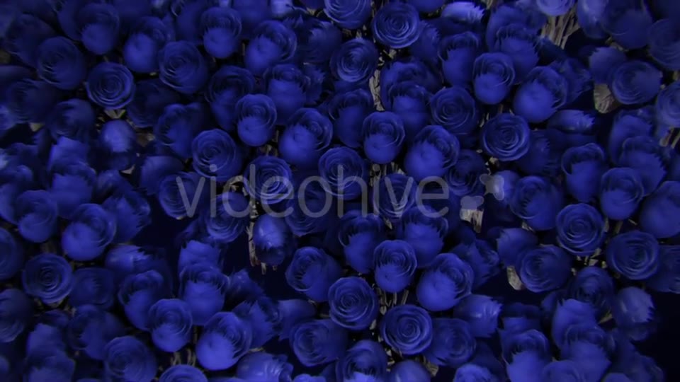 Background From a Variety of Blue Roses Videohive 19380058 Motion Graphics Image 2