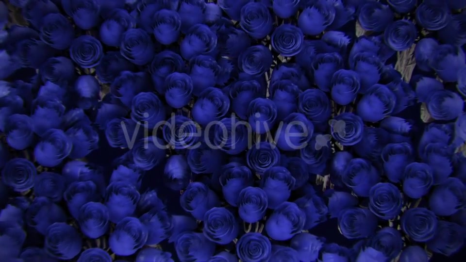 Background From a Variety of Blue Roses Videohive 19380058 Motion Graphics Image 3