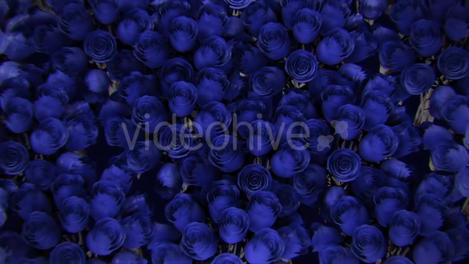 Background From a Variety of Blue Roses Videohive 19380058 Motion Graphics Image 4