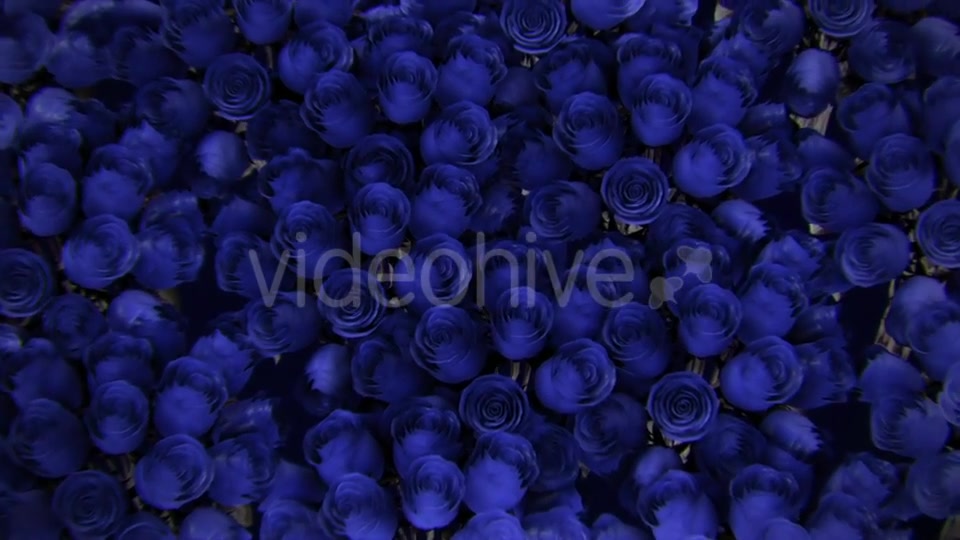 Background From a Variety of Blue Roses Videohive 19380058 Motion Graphics Image 5