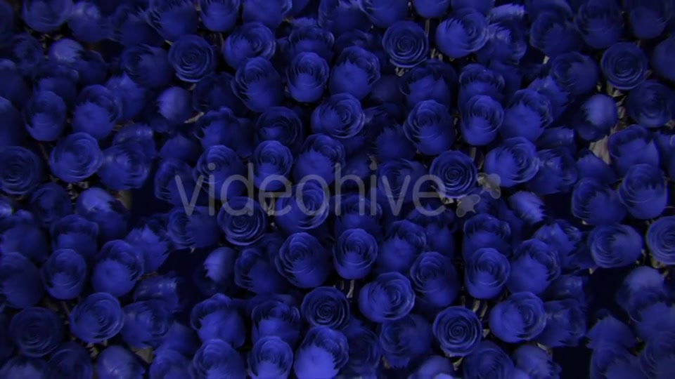 Background From a Variety of Blue Roses Videohive 19380058 Motion Graphics Image 6