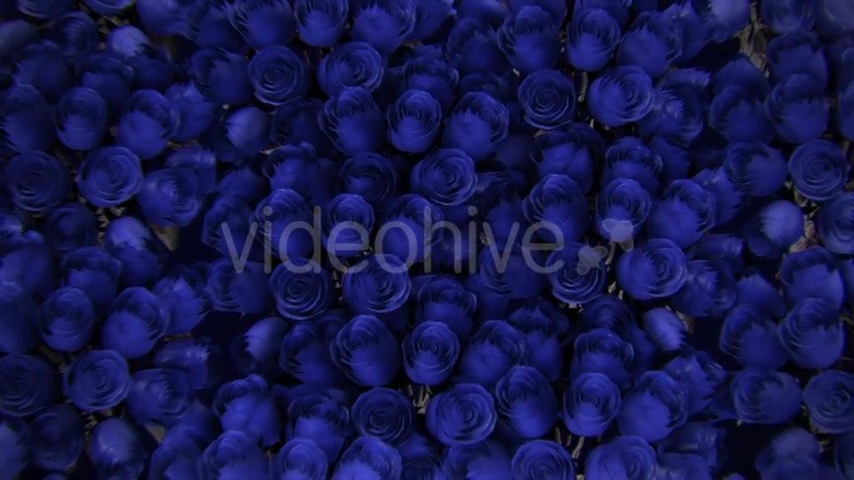 Background From a Variety of Blue Roses Videohive 19380058 Motion Graphics Image 7