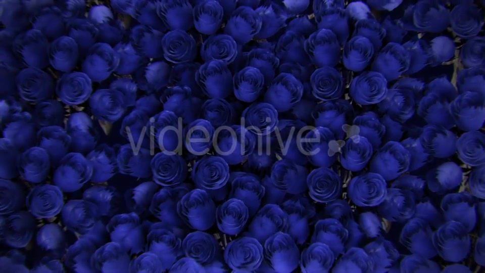 Background From a Variety of Blue Roses Videohive 19380058 Motion Graphics Image 8