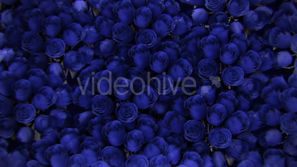 Background From a Variety of Blue Roses Videohive 19380058 Motion Graphics Image 9