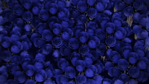 Background From a Variety of Blue Roses - Download 19380058 Videohive