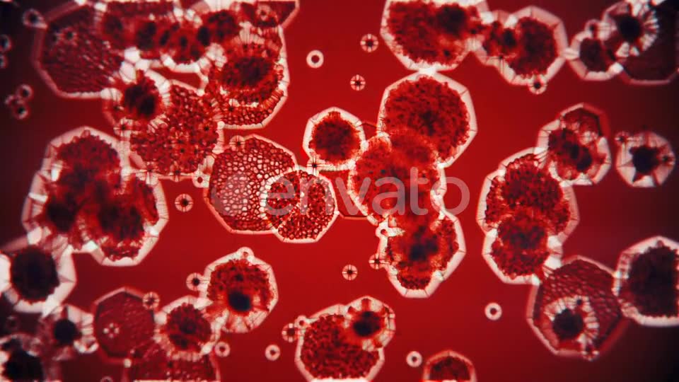 Bacteria Under Microscope Videohive 22344195 Motion Graphics Image 2