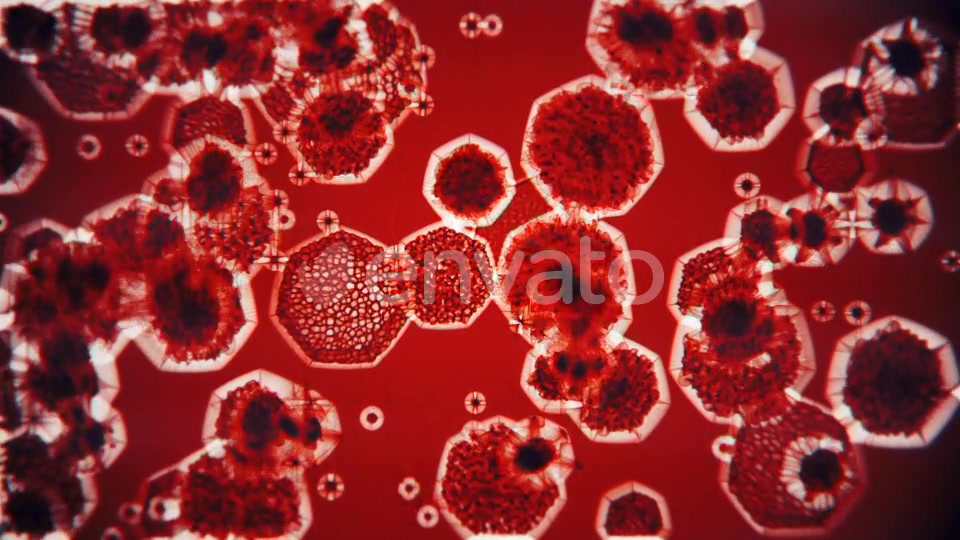 Bacteria Under Microscope Videohive 22344195 Motion Graphics Image 4