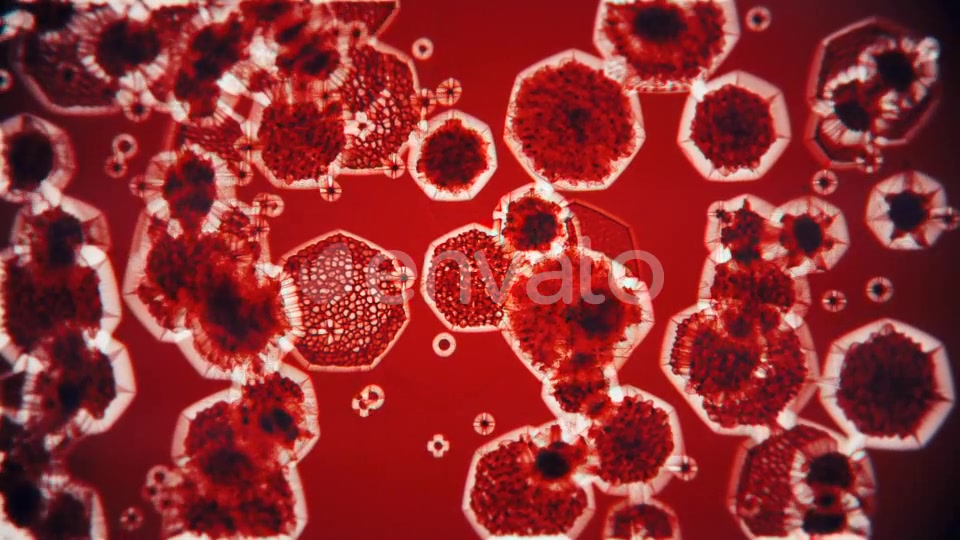 Bacteria Under Microscope Videohive 22344195 Motion Graphics Image 6