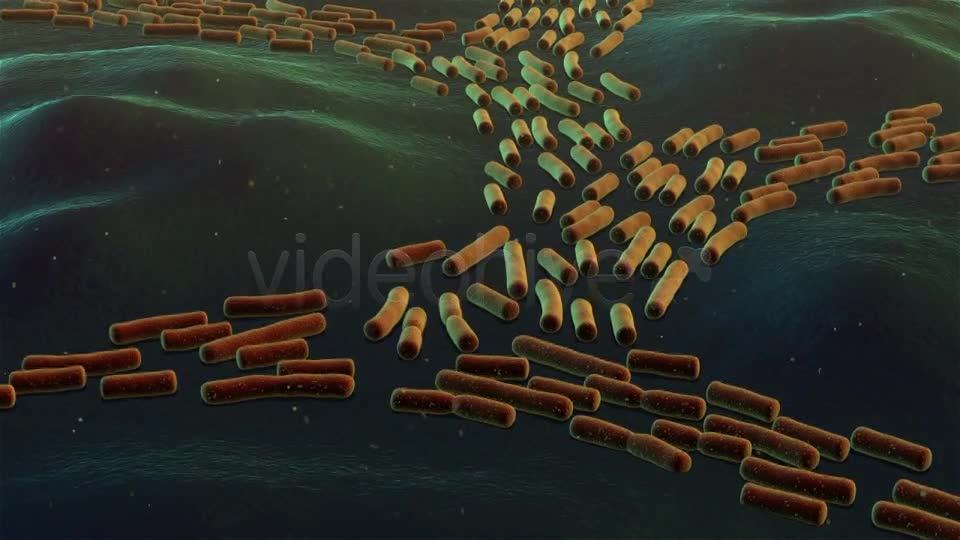Bacterial Division Videohive 19206839 Motion Graphics Image 1