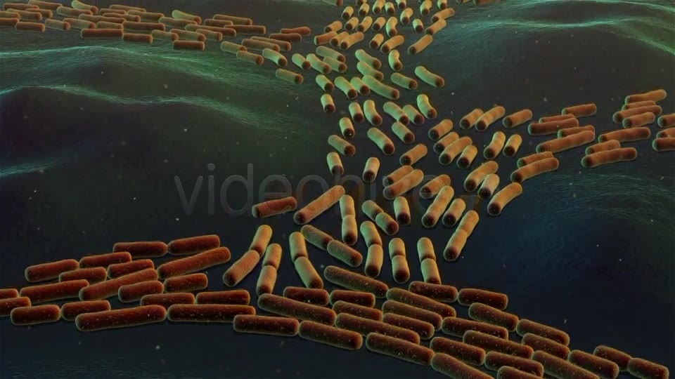 Bacterial Division Videohive 19206839 Motion Graphics Image 2