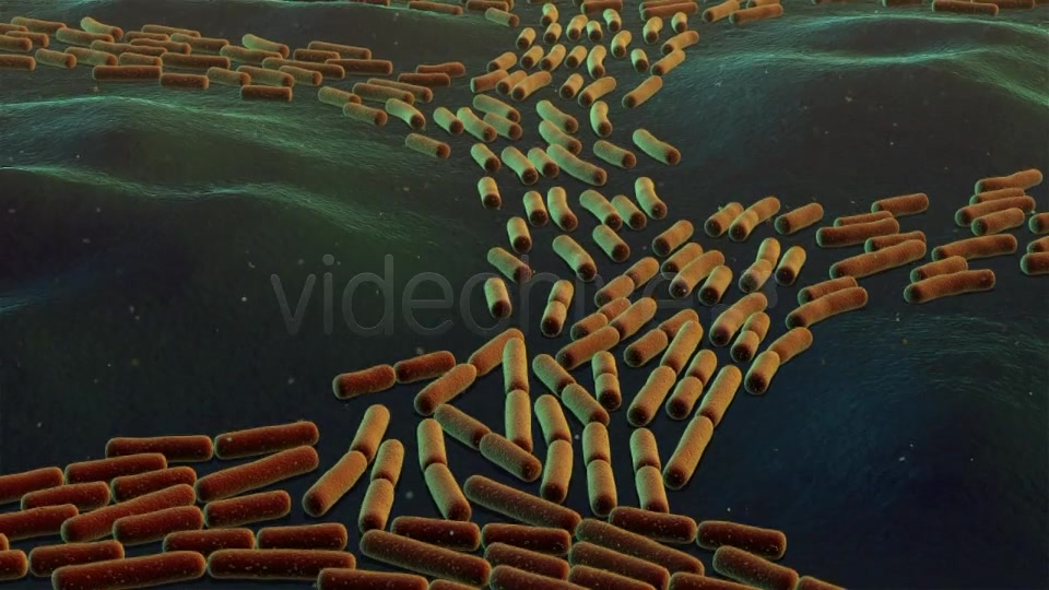 Bacterial Division Videohive 19206839 Motion Graphics Image 3