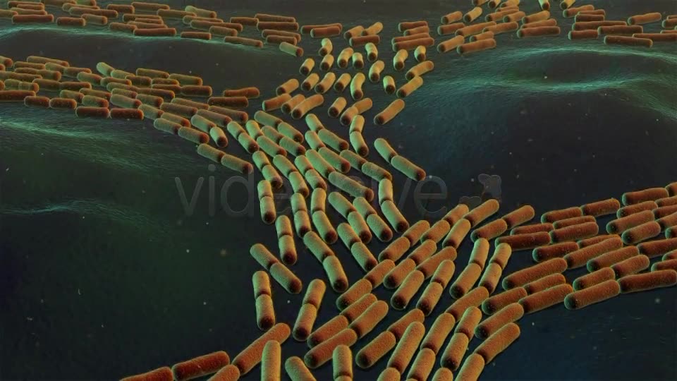 Bacterial Division Videohive 19206839 Motion Graphics Image 6