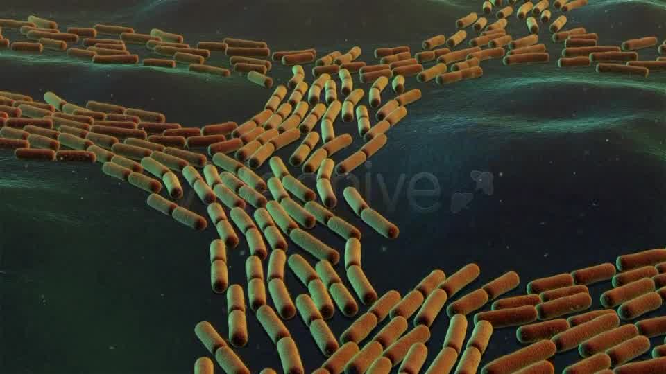 Bacterial Division Videohive 19206839 Motion Graphics Image 8