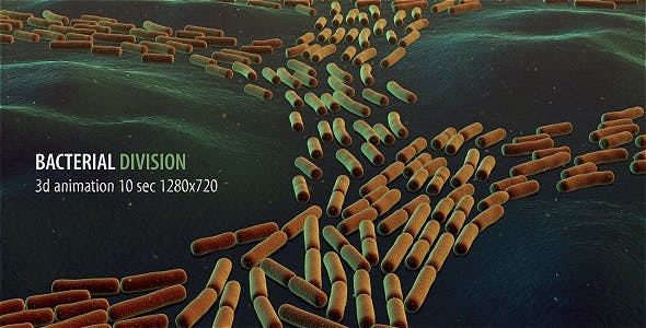 Bacterial Division - Videohive 19206839 Download
