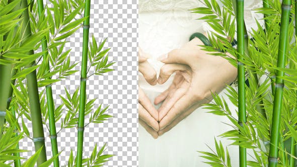 Bamboo Alpha 02 - Download Videohive 20549715