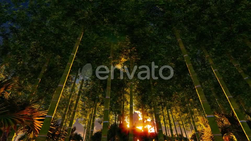 Bamboo Forest At Sunset Big sun Videohive 22236189 Motion Graphics Image 1