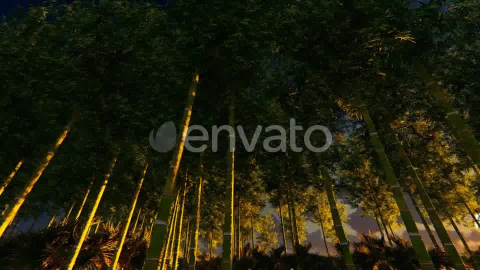 Bamboo Forest At Sunset Big sun Videohive 22236189 Motion Graphics Image 10