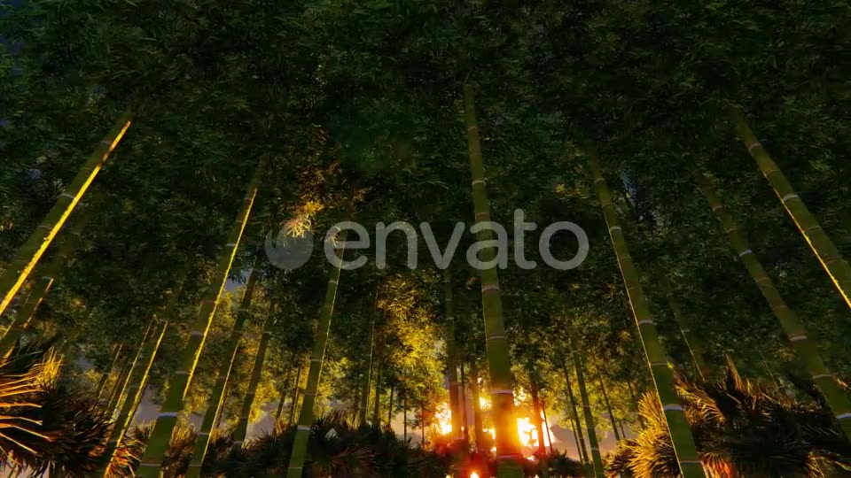 Bamboo Forest At Sunset Big sun Videohive 22236189 Motion Graphics Image 2
