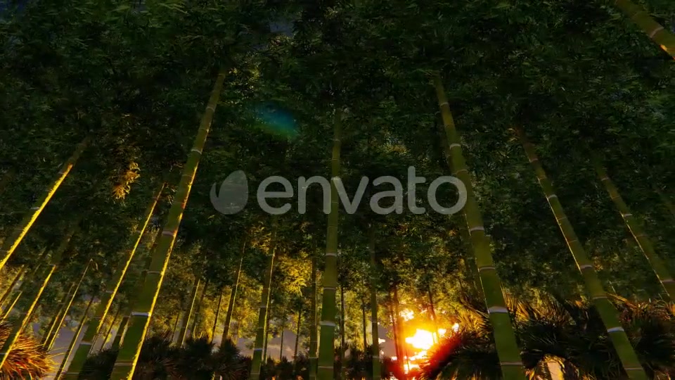 Bamboo Forest At Sunset Big sun Videohive 22236189 Motion Graphics Image 3