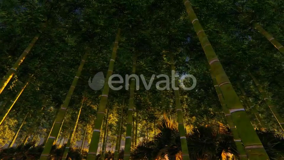 Bamboo Forest At Sunset Big sun Videohive 22236189 Motion Graphics Image 4