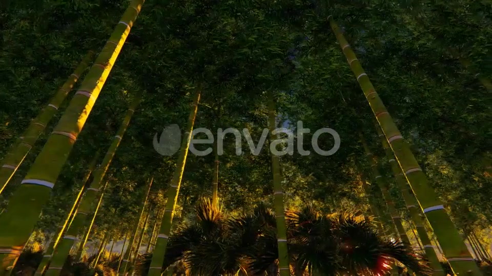 Bamboo Forest At Sunset Big sun Videohive 22236189 Motion Graphics Image 5