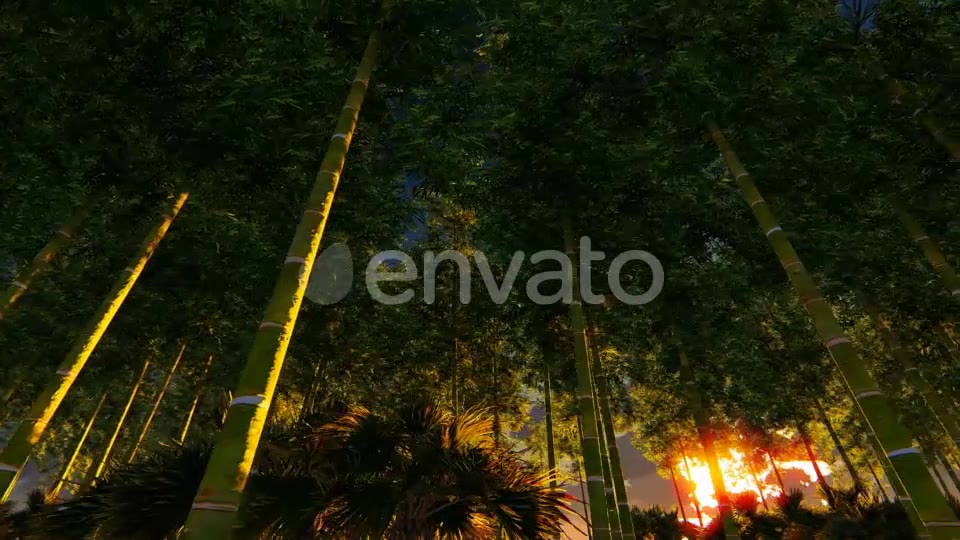 Bamboo Forest At Sunset Big sun Videohive 22236189 Motion Graphics Image 6