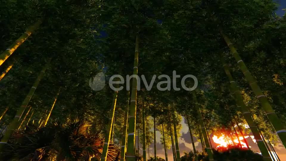 Bamboo Forest At Sunset Big sun Videohive 22236189 Motion Graphics Image 7