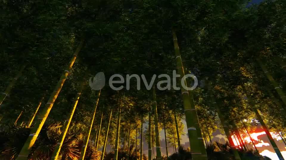 Bamboo Forest At Sunset Big sun Videohive 22236189 Motion Graphics Image 8
