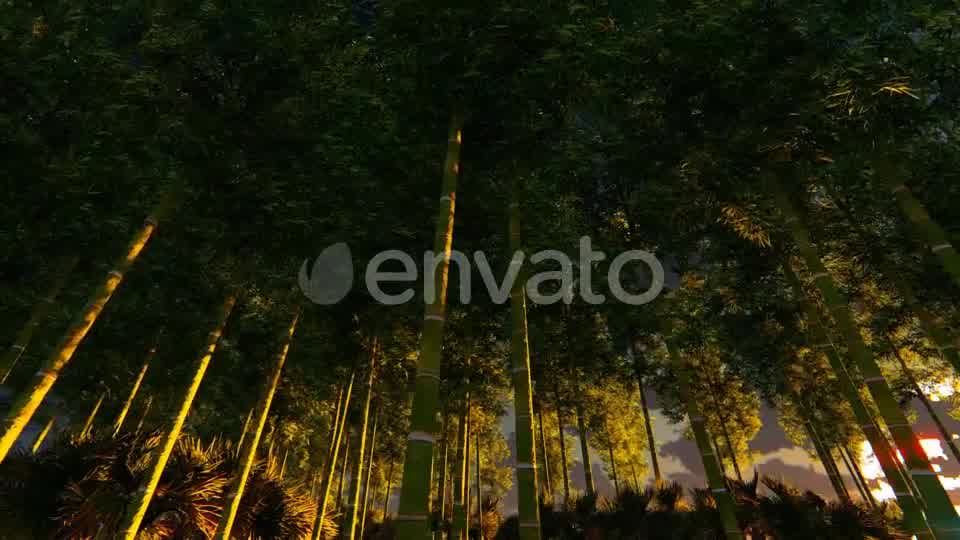 Bamboo Forest At Sunset Big sun Videohive 22236189 Motion Graphics Image 9