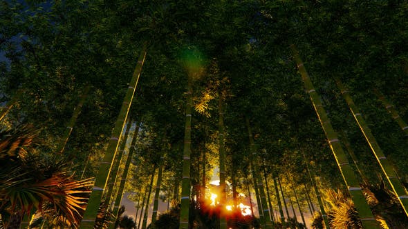 Bamboo Forest At Sunset Big sun - Videohive Download 22236189