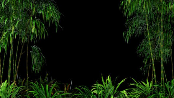 Bamboo Forest Overlay - 19830869 Videohive Download