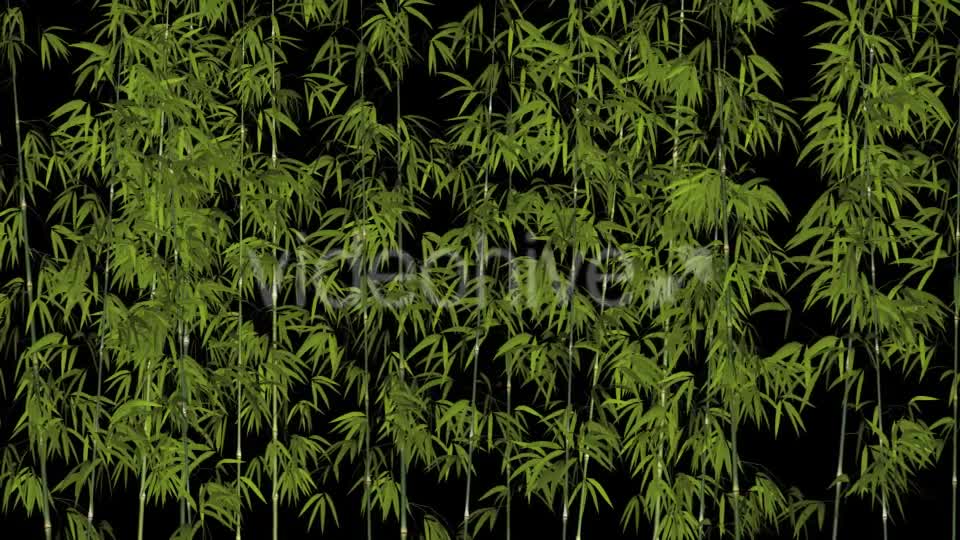 Bamboos Windy Shrubs Videohive 13274814 Motion Graphics Image 1
