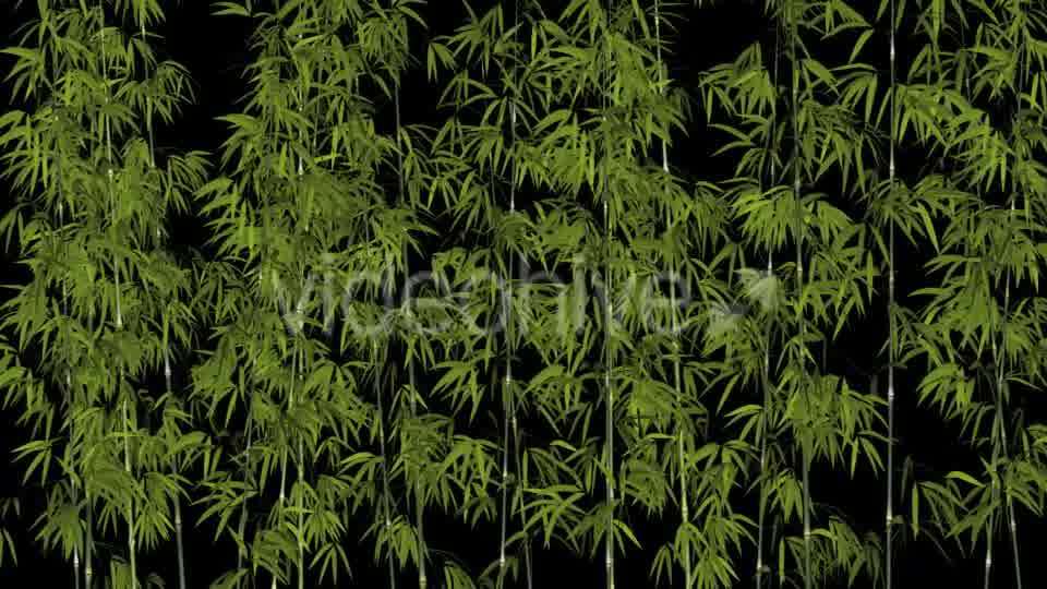 Bamboos Windy Shrubs Videohive 13274814 Motion Graphics Image 10