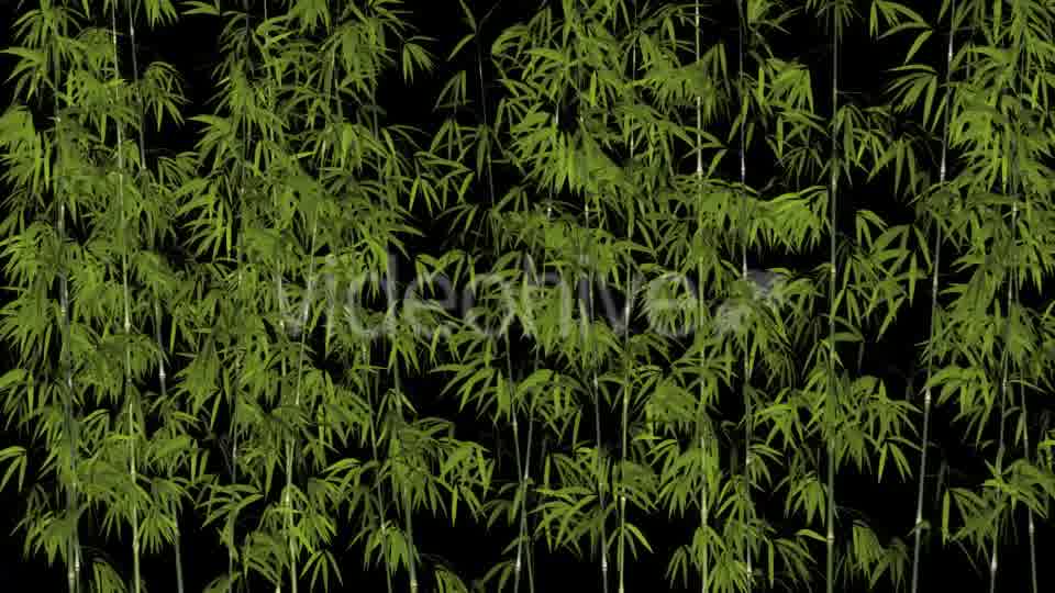 Bamboos Windy Shrubs Videohive 13274814 Motion Graphics Image 11