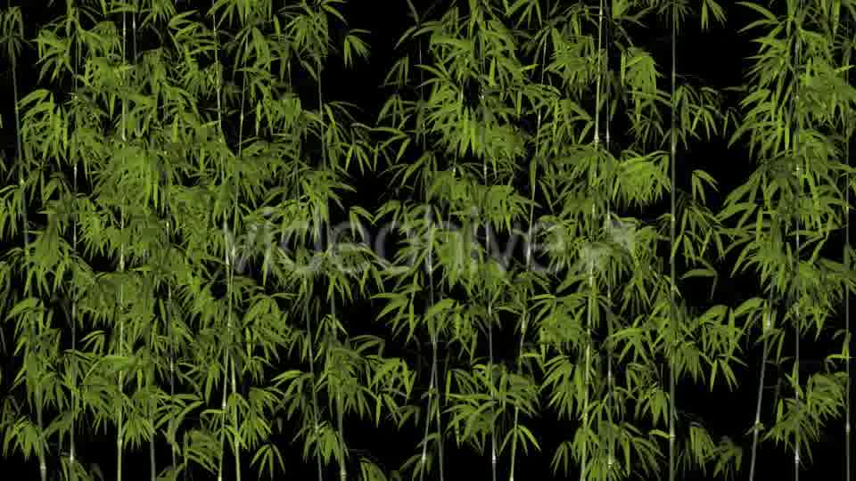 Bamboos Windy Shrubs Videohive 13274814 Motion Graphics Image 12