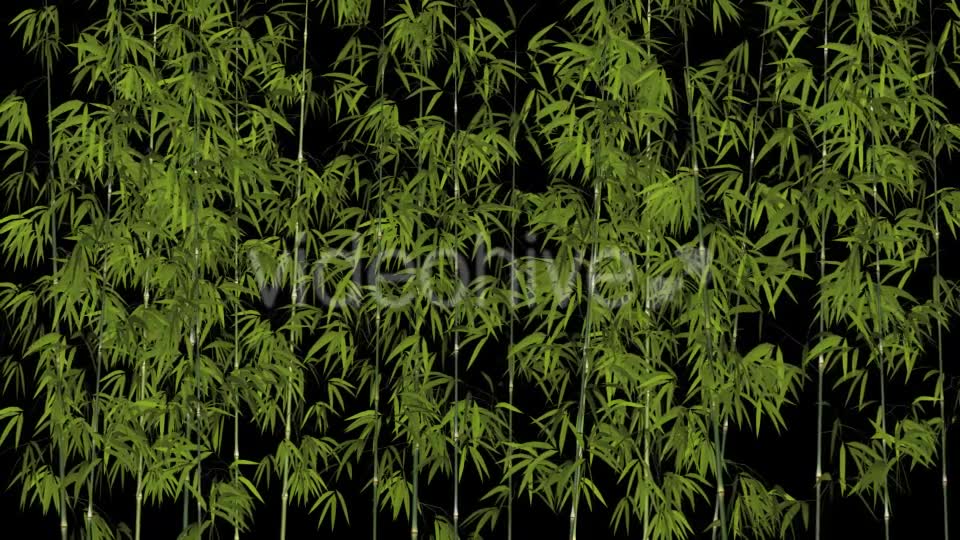 Bamboos Windy Shrubs Videohive 13274814 Motion Graphics Image 2