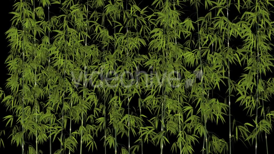 Bamboos Windy Shrubs Videohive 13274814 Motion Graphics Image 3