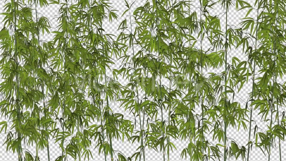 Bamboos Windy Shrubs Videohive 13274814 Motion Graphics Image 5