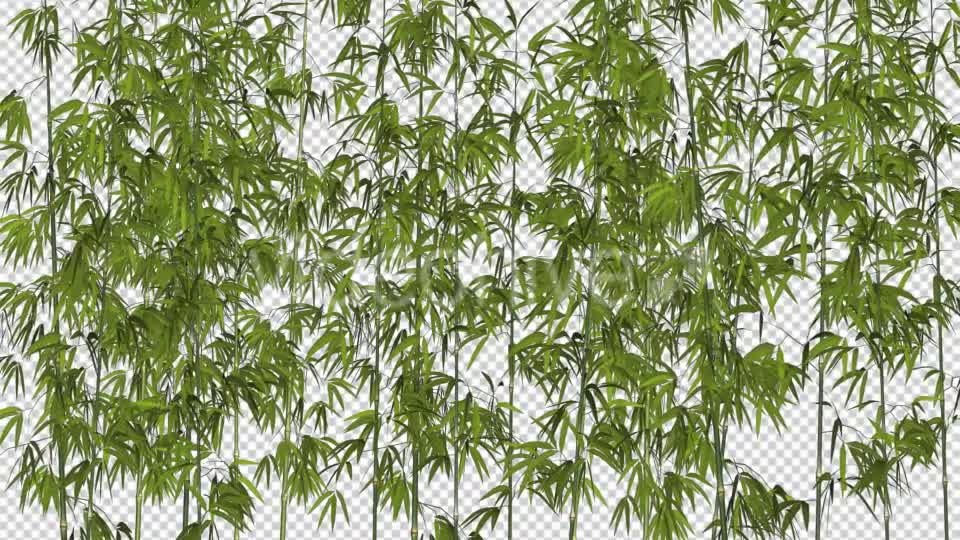 Bamboos Windy Shrubs Videohive 13274814 Motion Graphics Image 8