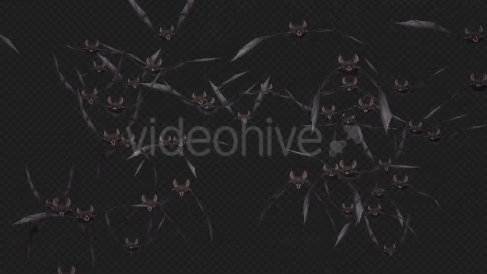 Bat Swarm Flying Loop Front Screen II 4K Videohive 18155195 Motion Graphics Image 12