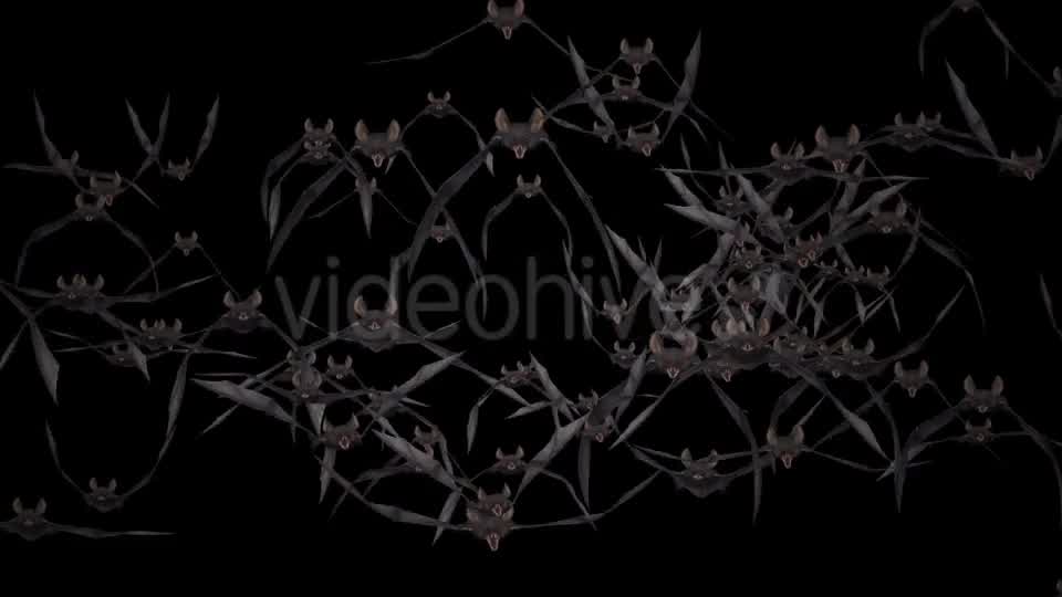 Bat Swarm Flying Loop Front Screen Videohive 18155285 Motion Graphics Image 10