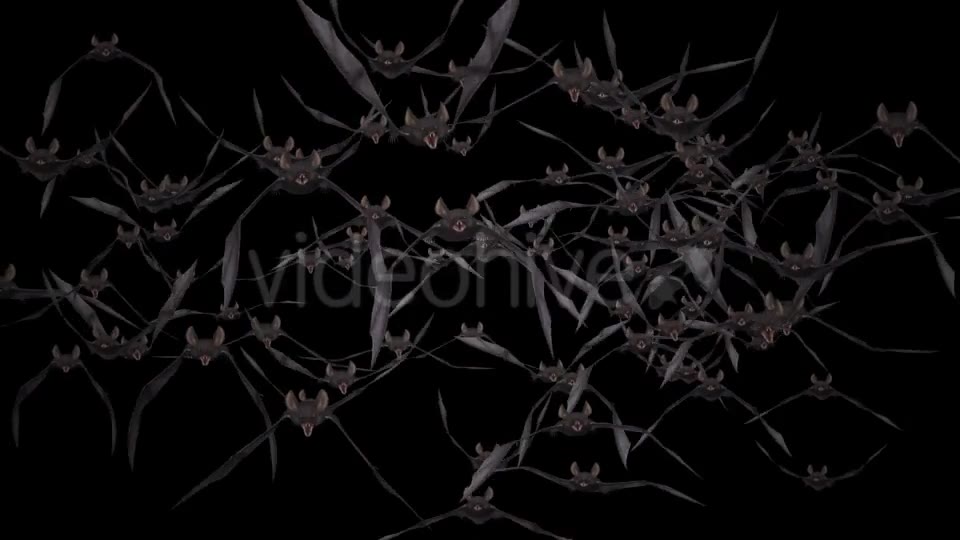 Bat Swarm Flying Loop Front Screen Videohive 18155285 Motion Graphics Image 2